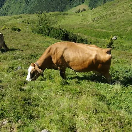 Zillertal-Urlaubat0012 * Hippach